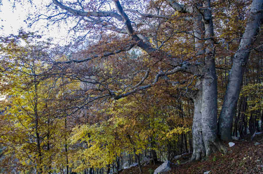 Huesca - parque nacional de Ordesa y Monte Perdido - valle de Ordesa 86 - faja de Pelay.jpg